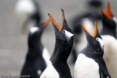 Eselspinguin (70 von 97).jpg